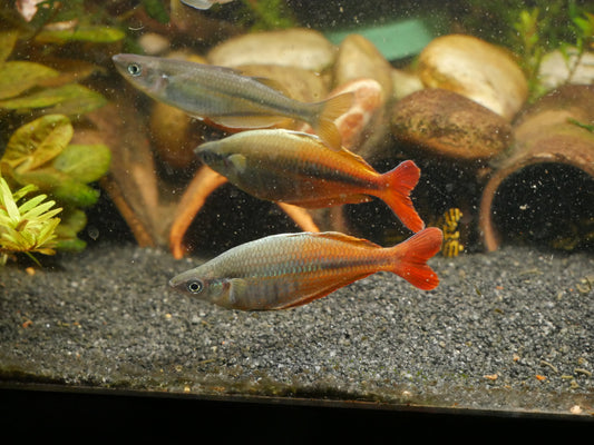 Chilatherina Spec.Upper Tor Rainbowfish - MoonlightAquatics
