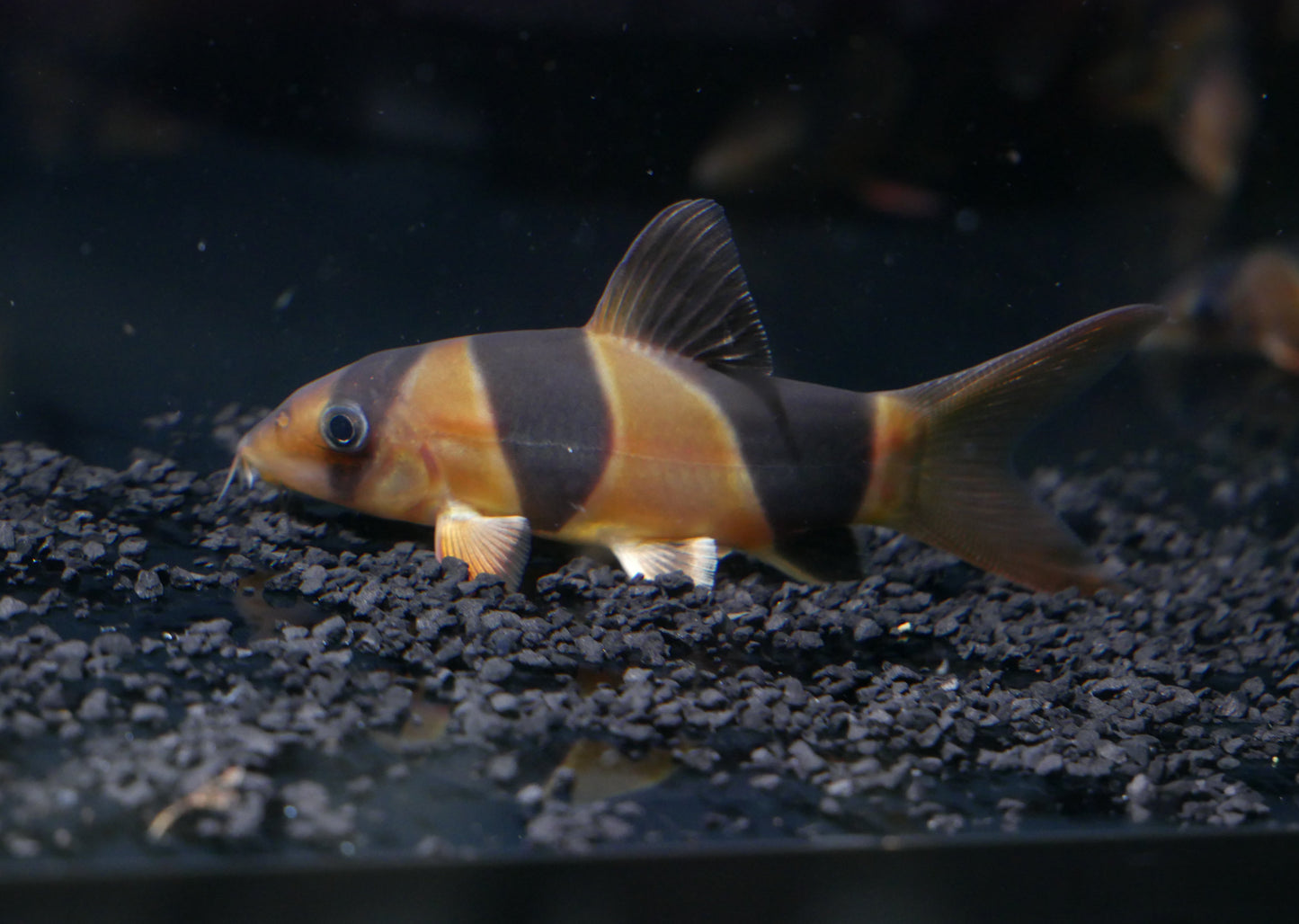 Clown Loach - MoonlightAquatics
