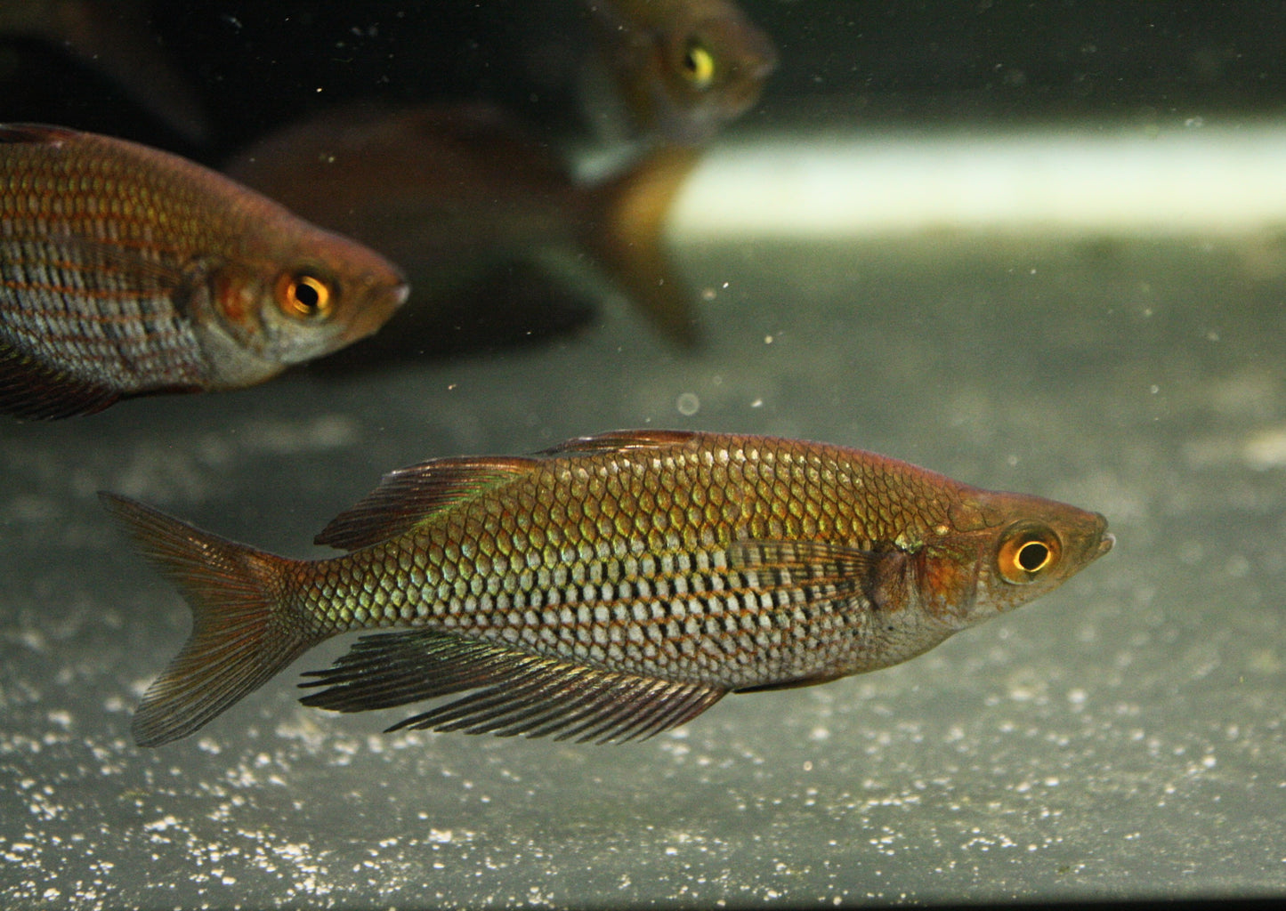 Glossolepis Multisquamata"Pagai Village" - MoonlightAquatics