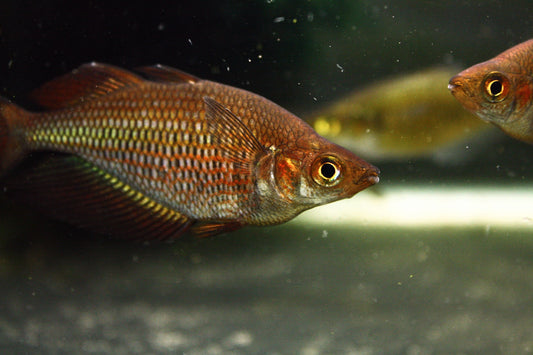 Glossolepis Multisquamata"Pagai Village" - MoonlightAquatics