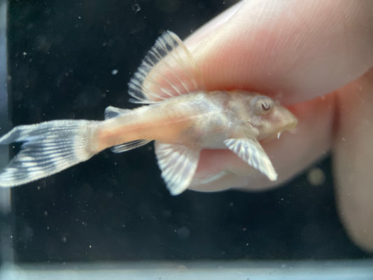 L333 King Tiger Albino - MoonlightAquatics