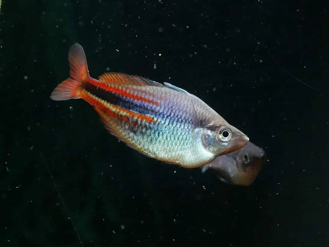 Melanotaenia c.f. affinis "Pawgi" Rainbow - MoonlightAquatics