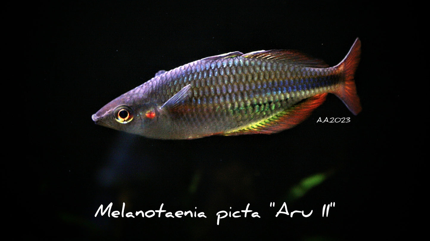 Melanotaenia picta (sp. "Aru II) - MoonlightAquatics