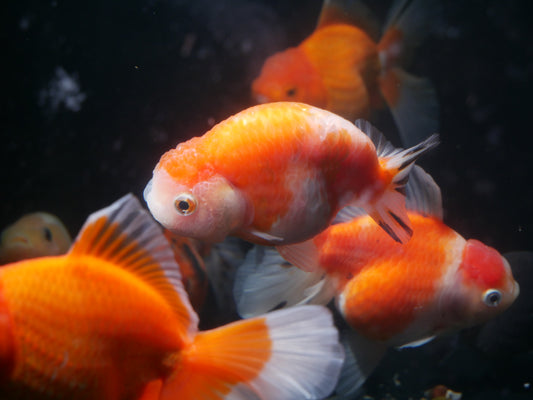 Ranchu Goldfish - MoonlightAquatics