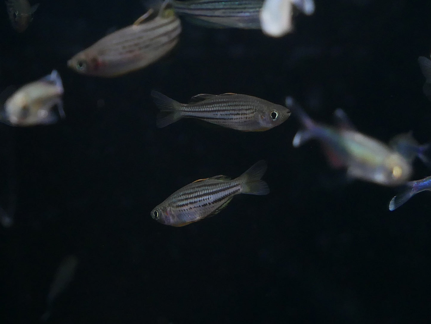 SAHUL "MOA ISLAND” Rainbow - MoonlightAquatics