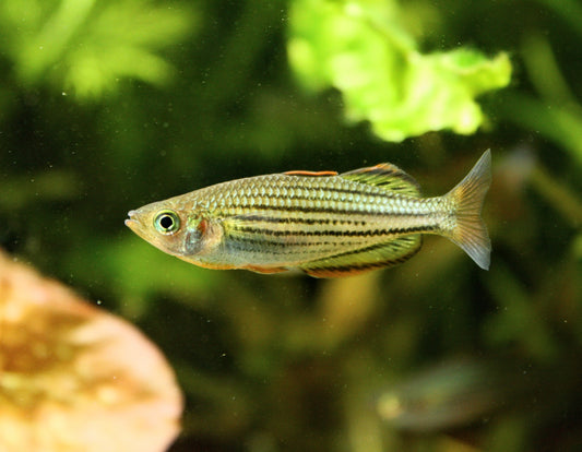 SAHUL "MOA ISLAND” Rainbow - MoonlightAquatics