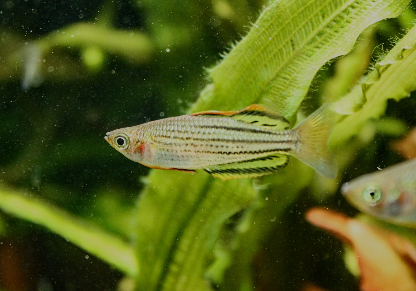 SAHUL "MOA ISLAND” Rainbow - MoonlightAquatics