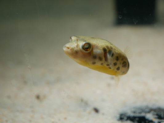 Spotted Congo Puffer(Tetraodon schoutedeni) - MoonlightAquatics