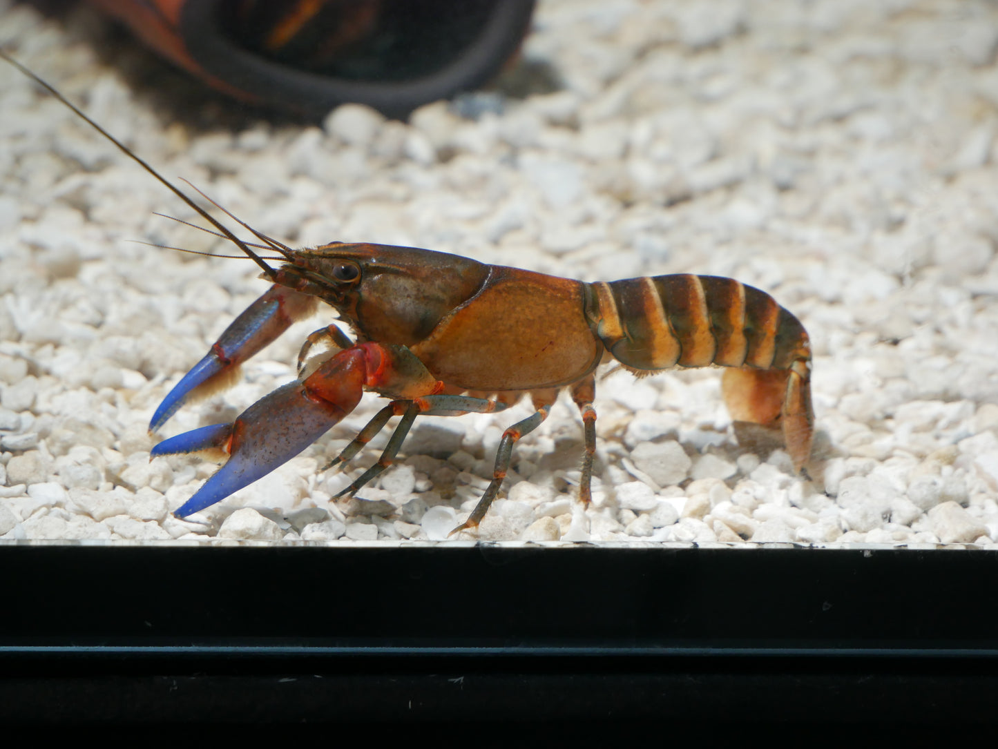Orange Tiger Blue Claw Lobster - MoonlightAquatics