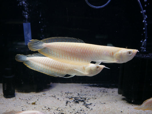 Albino Arowana (Osteoglossum bicirrhosum) - MoonlightAquatics