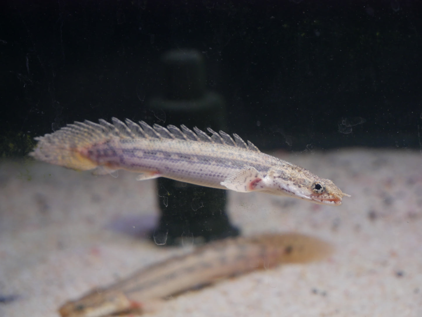 Lapradai "Koliba" Bichir - MoonlightAquatics