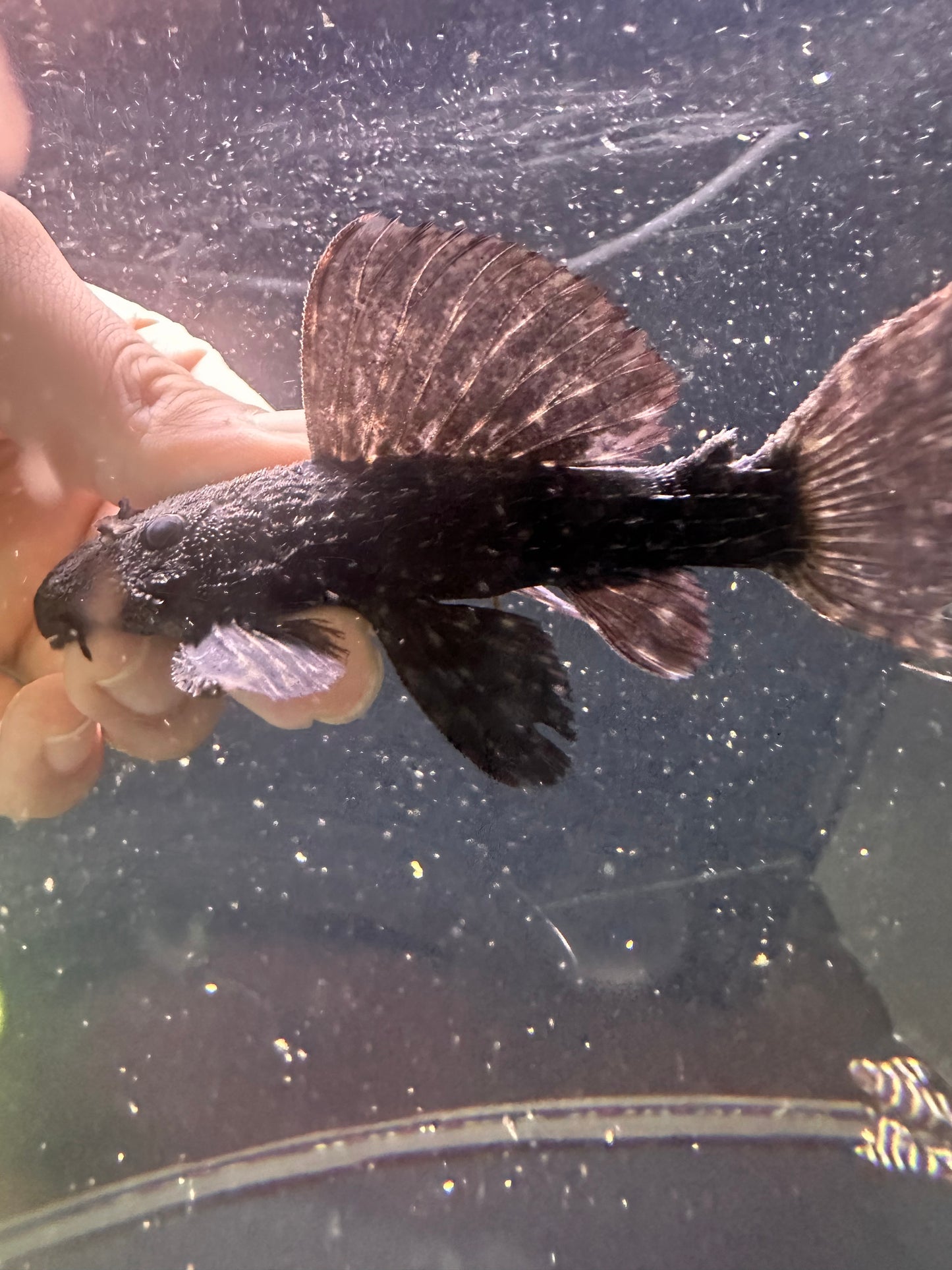 L97 Polka Dot Cactus Pleco - MoonlightAquatics