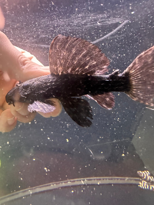 L97 Polka Dot Cactus Pleco - MoonlightAquatics