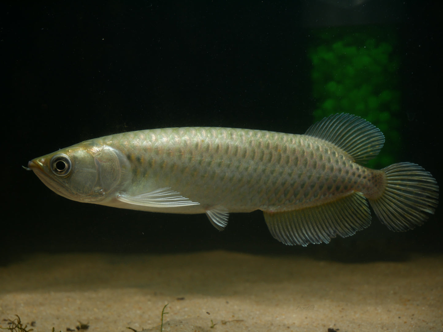 Jardini - MoonlightAquatics