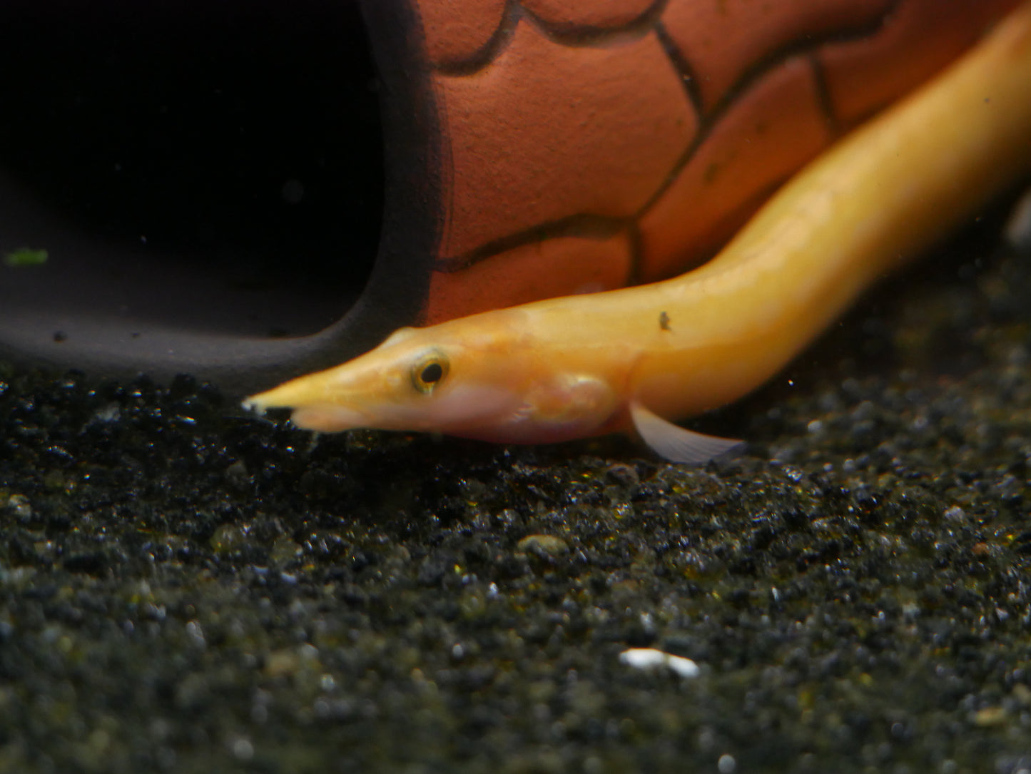 Golden Fire Eel - MoonlightAquatics