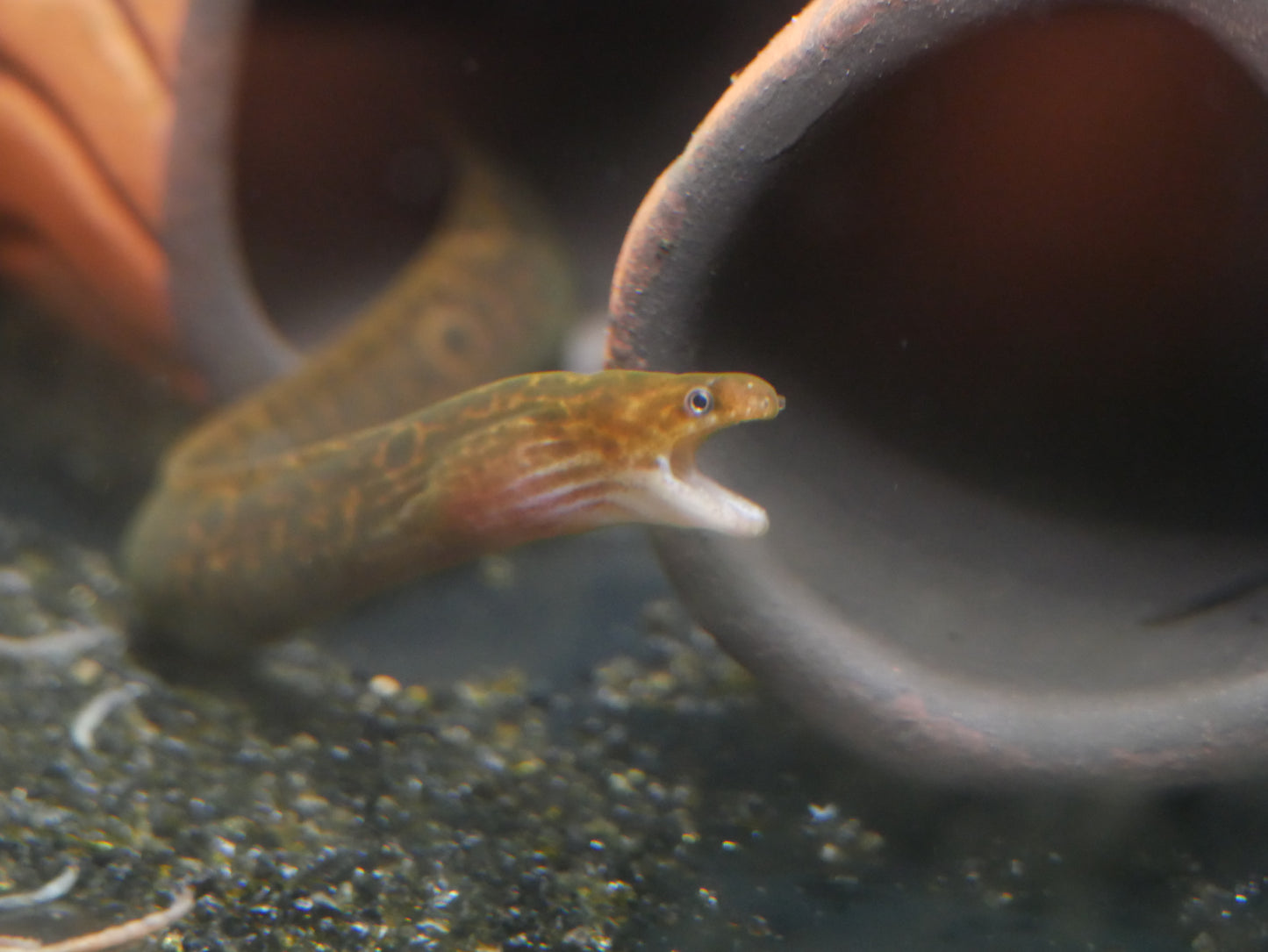 Fresh Water Tiger Moray - MoonlightAquatics