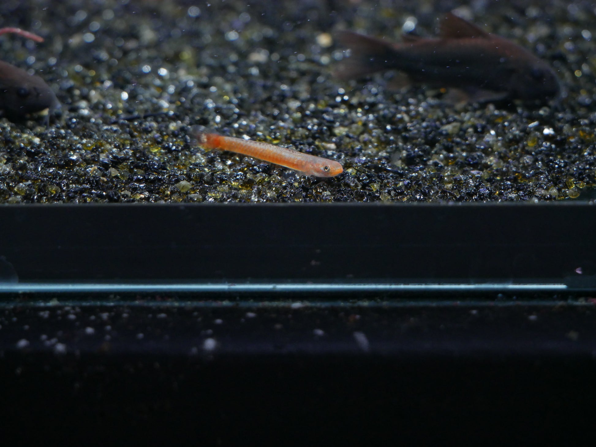 Birdsong Goby (Stiphodon Surrufus) - MoonlightAquatics