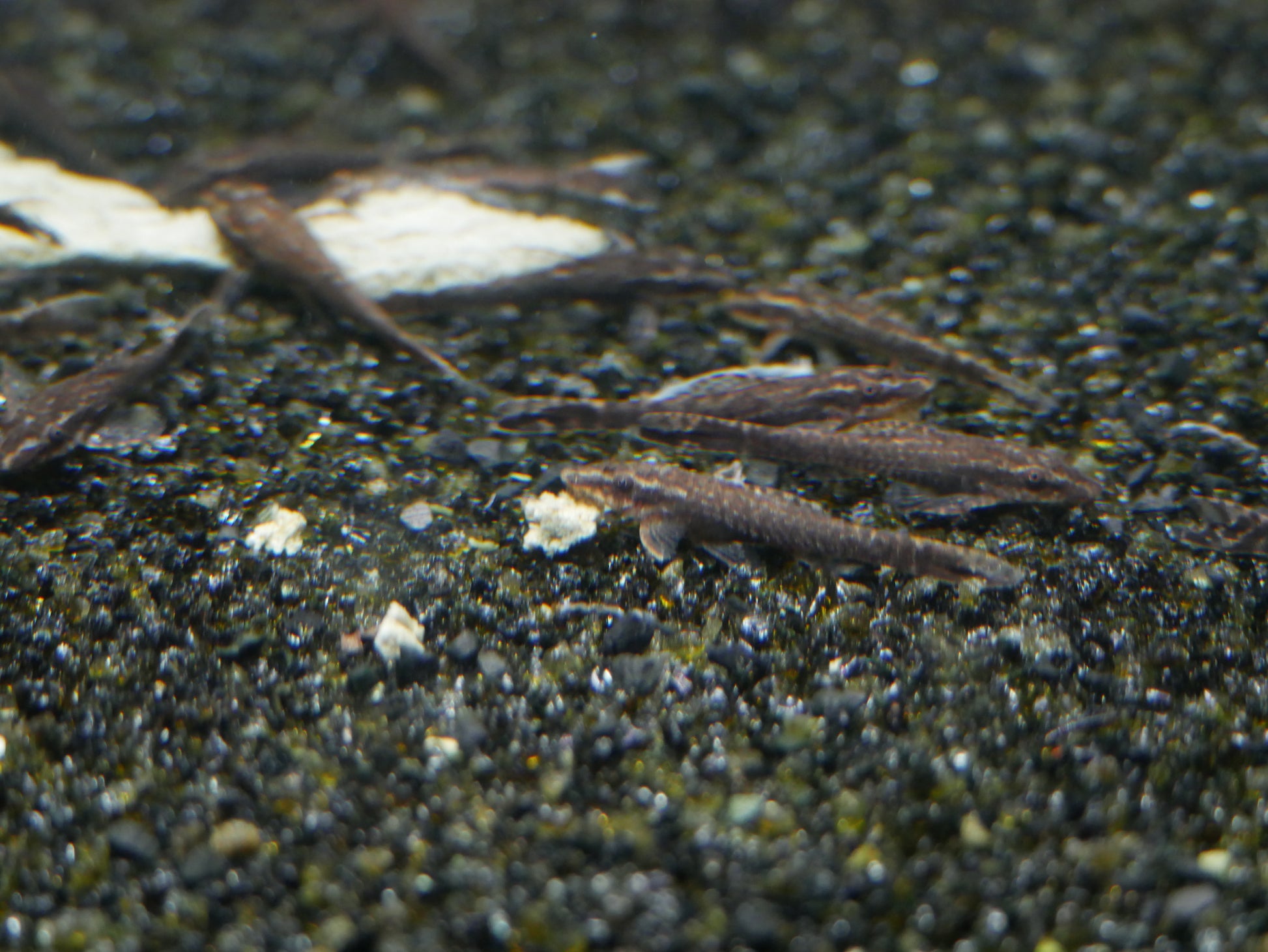 Black Otocinclus (Otothyropsis piribebuy) - MoonlightAquatics