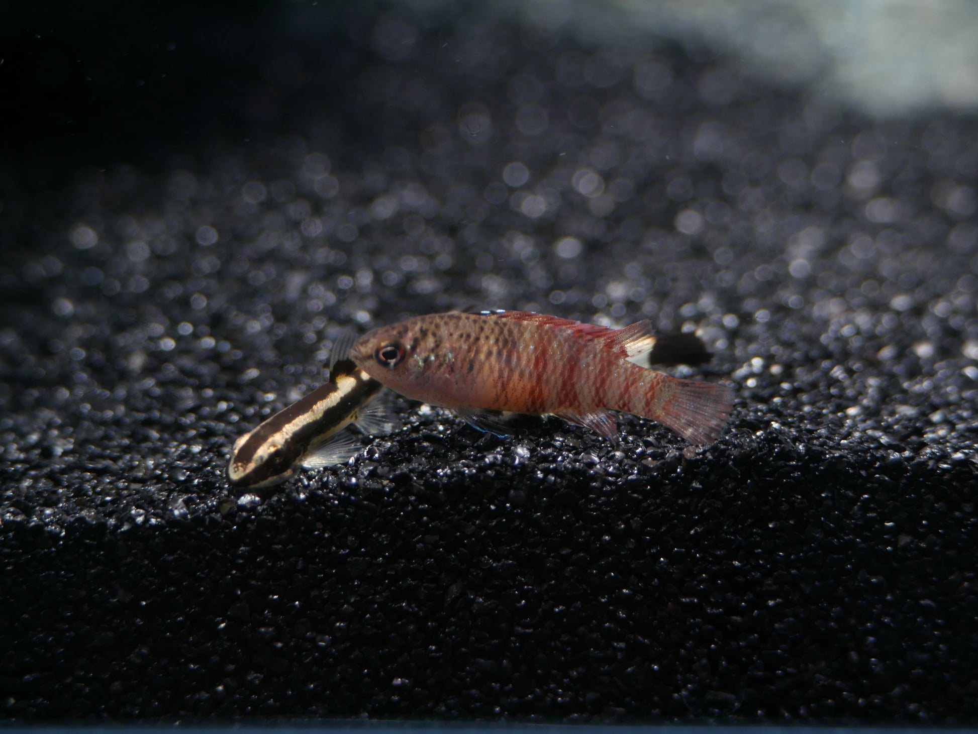 Black Tiger Badis (Dario sp. 'Myanmar') - MoonlightAquatics