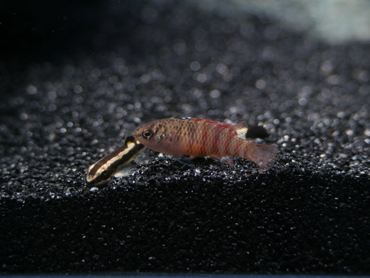 Black Tiger Badis (Dario sp. 'Myanmar') - MoonlightAquatics