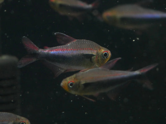 Bleeding Blue Tetra (Hyphessobrycon margitae) - MoonlightAquatics