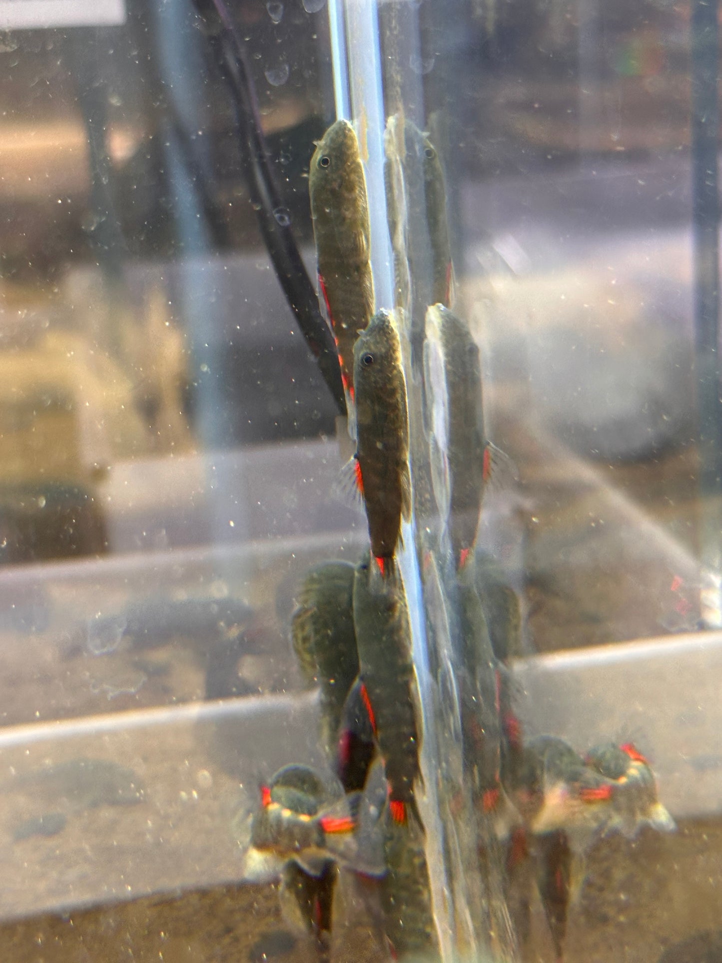 Bloody Mary Hillstream Loach (Gastromyzon sp. ‘Bloody Mary’) - MoonlightAquatics