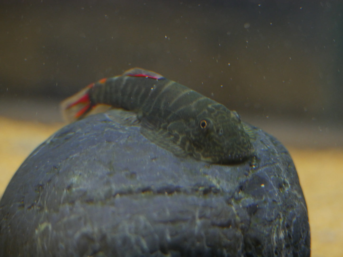 Bloody Mary Hillstream Loach (Gastromyzon sp. ‘Bloody Mary’) - MoonlightAquatics