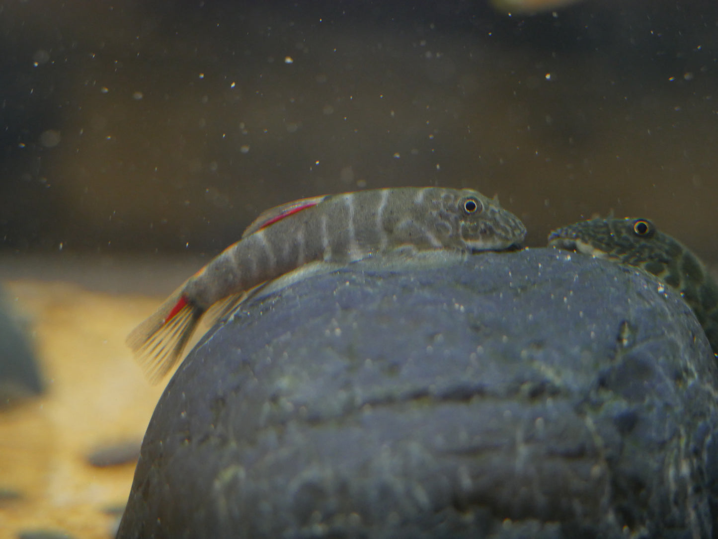 Bloody Mary Hillstream Loach (Gastromyzon sp. ‘Bloody Mary’) - MoonlightAquatics