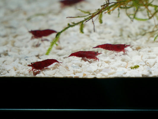 Bloody Mary Neo Shrimp - MoonlightAquatics