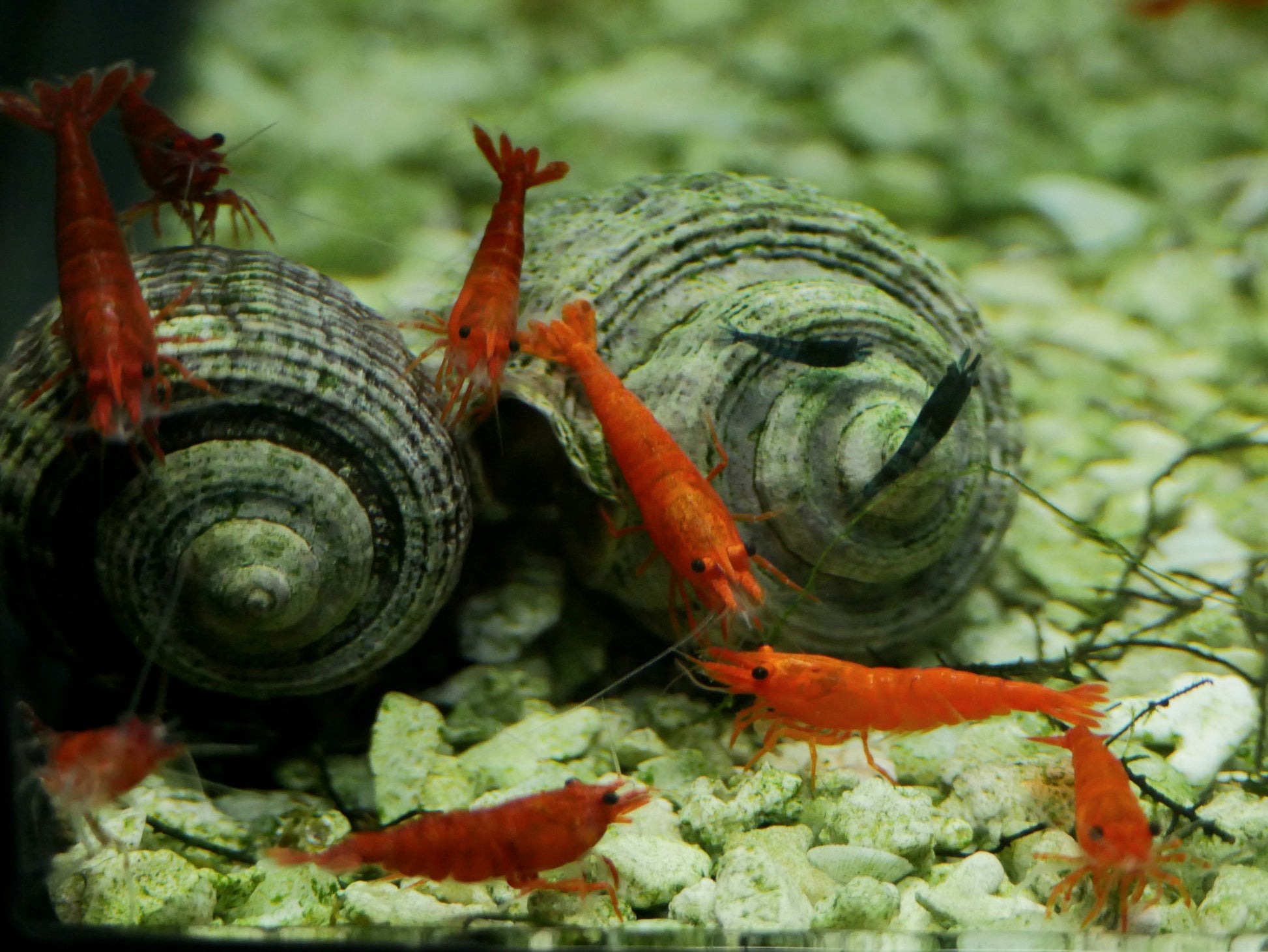 Bloody Orange Neo Shrimp - MoonlightAquatics