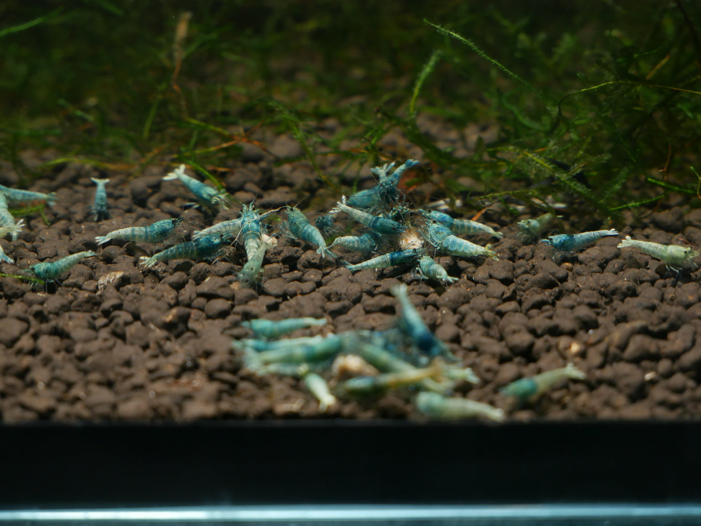 Blue Bolt Shrimp - MoonlightAquatics