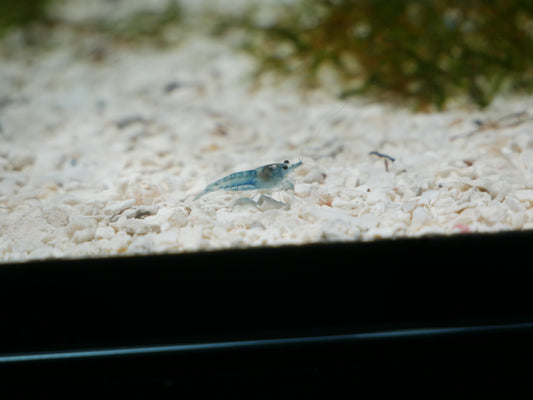 Blue Jelly Neo Shrimp - MoonlightAquatics