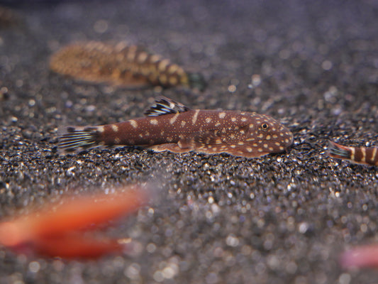 Blue Zebra Hillstream Loach "Gastromyzon Sp" - MoonlightAquatics