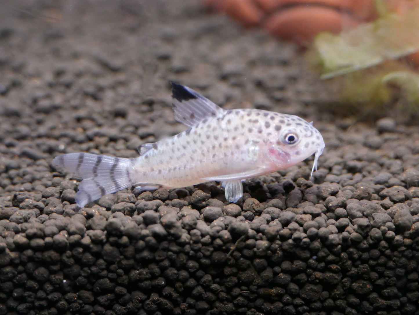 C012 Corydoras Cruziensis (Hoplisoma cruziense) - MoonlightAquatics