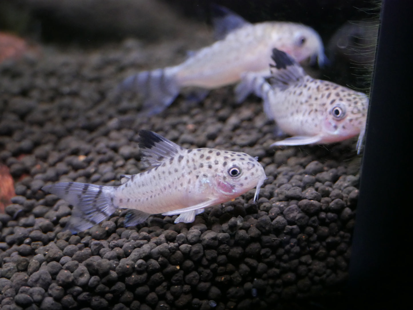 C012 Corydoras Cruziensis (Hoplisoma cruziense) - MoonlightAquatics