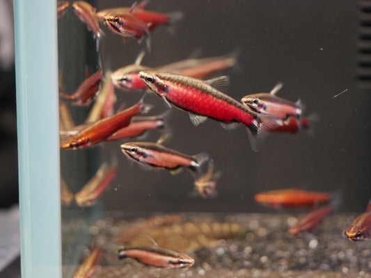 Cenepa Red Pencilfish (Nannostomus sp.) - MoonlightAquatics
