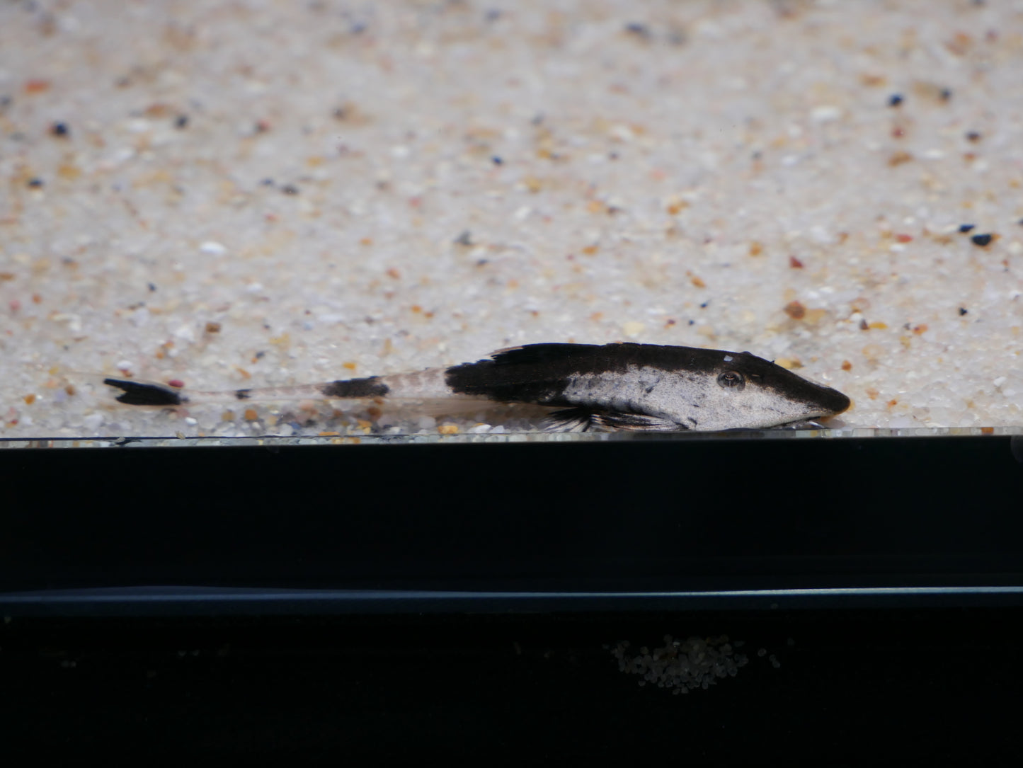Chameleon Whiptail "Peru" (Pseudohemiodon aff. apinhados) - MoonlightAquatics