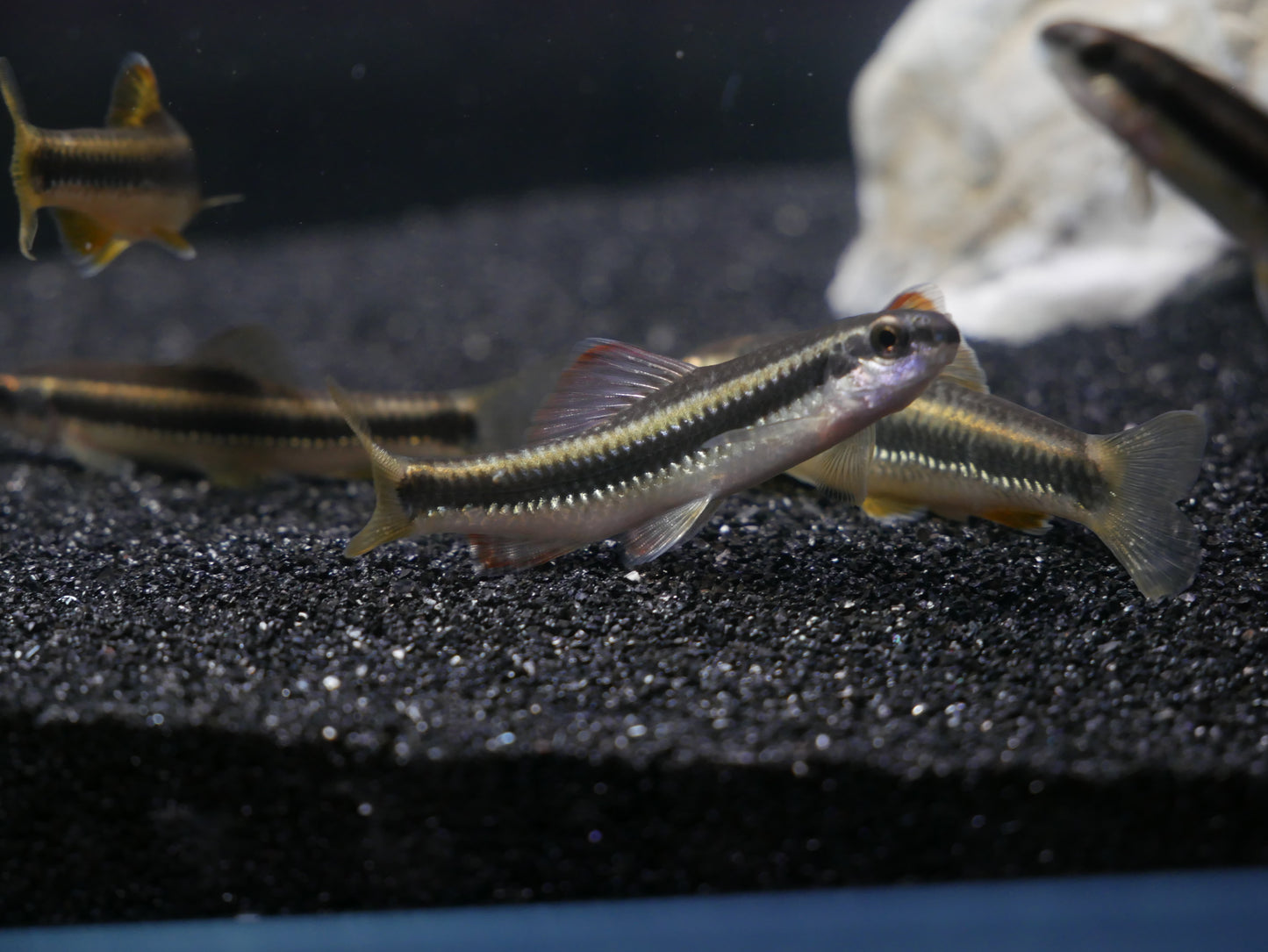 Chinese Neon Golden Stripe Shark (Sarcocheilichthys parvus) - MoonlightAquatics