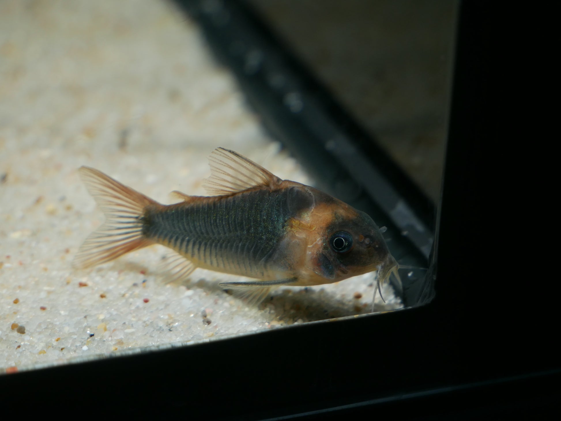Corydora Eques - MoonlightAquatics