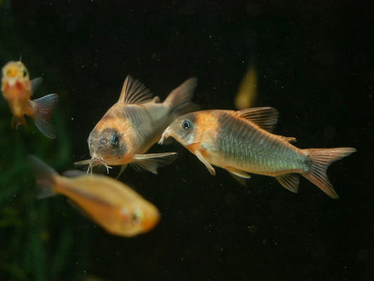 Corydora Eques - MoonlightAquatics