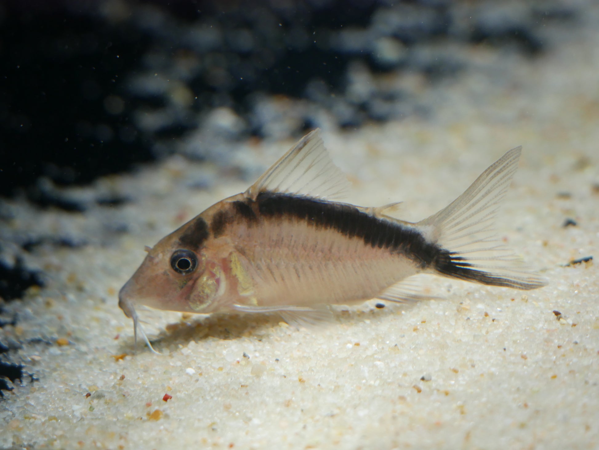 Corydoras Bethenae - MoonlightAquatics