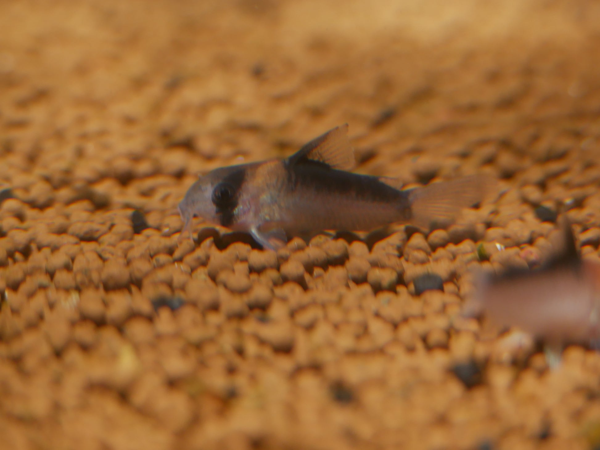 Corydoras Duplicareus - MoonlightAquatics