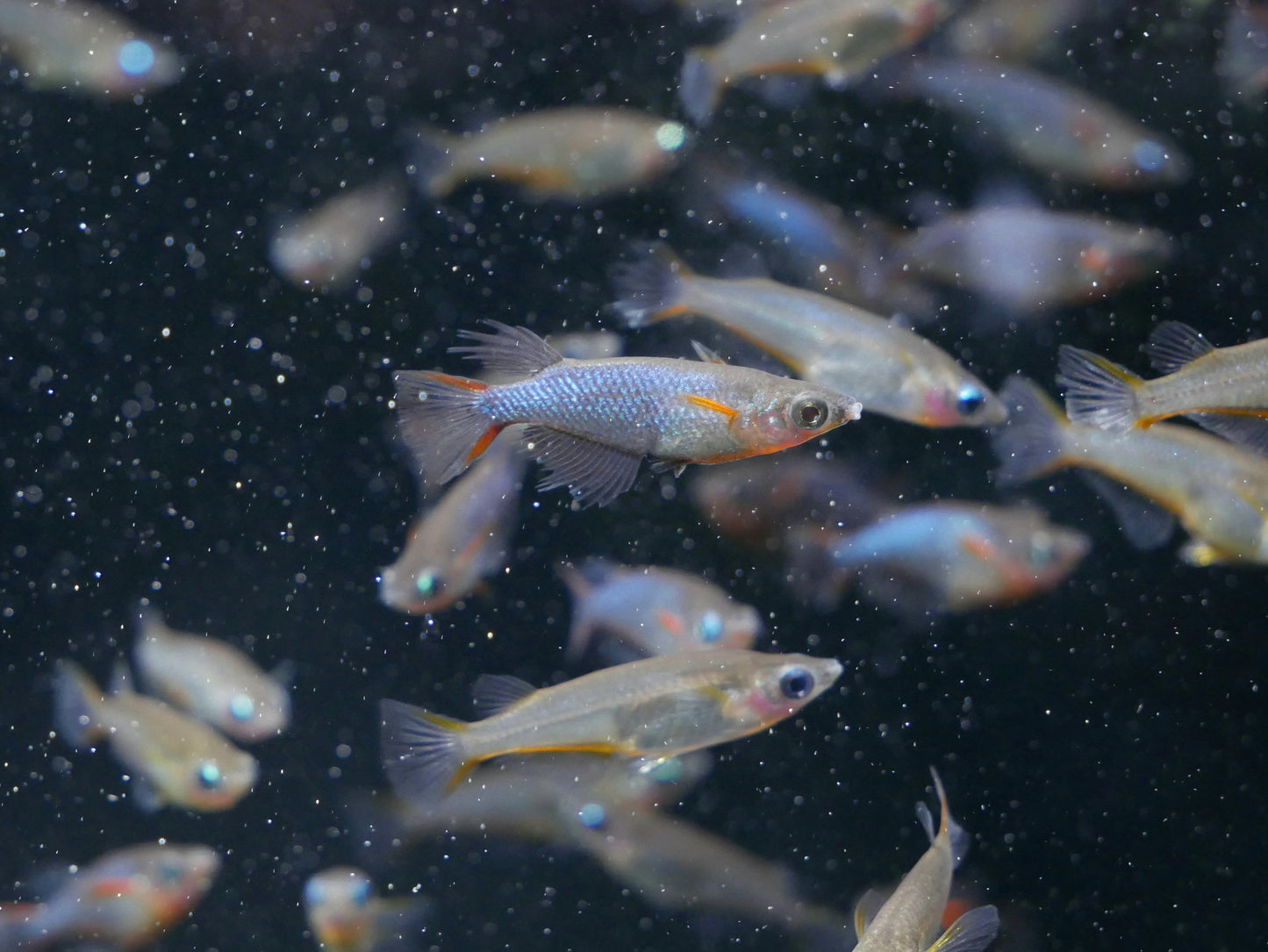 Daisy's Blue Ricefish - MoonlightAquatics