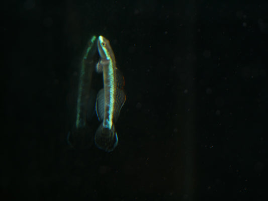 Eletric Blue Neon Goby (stiphodon atropurpureus) - MoonlightAquatics