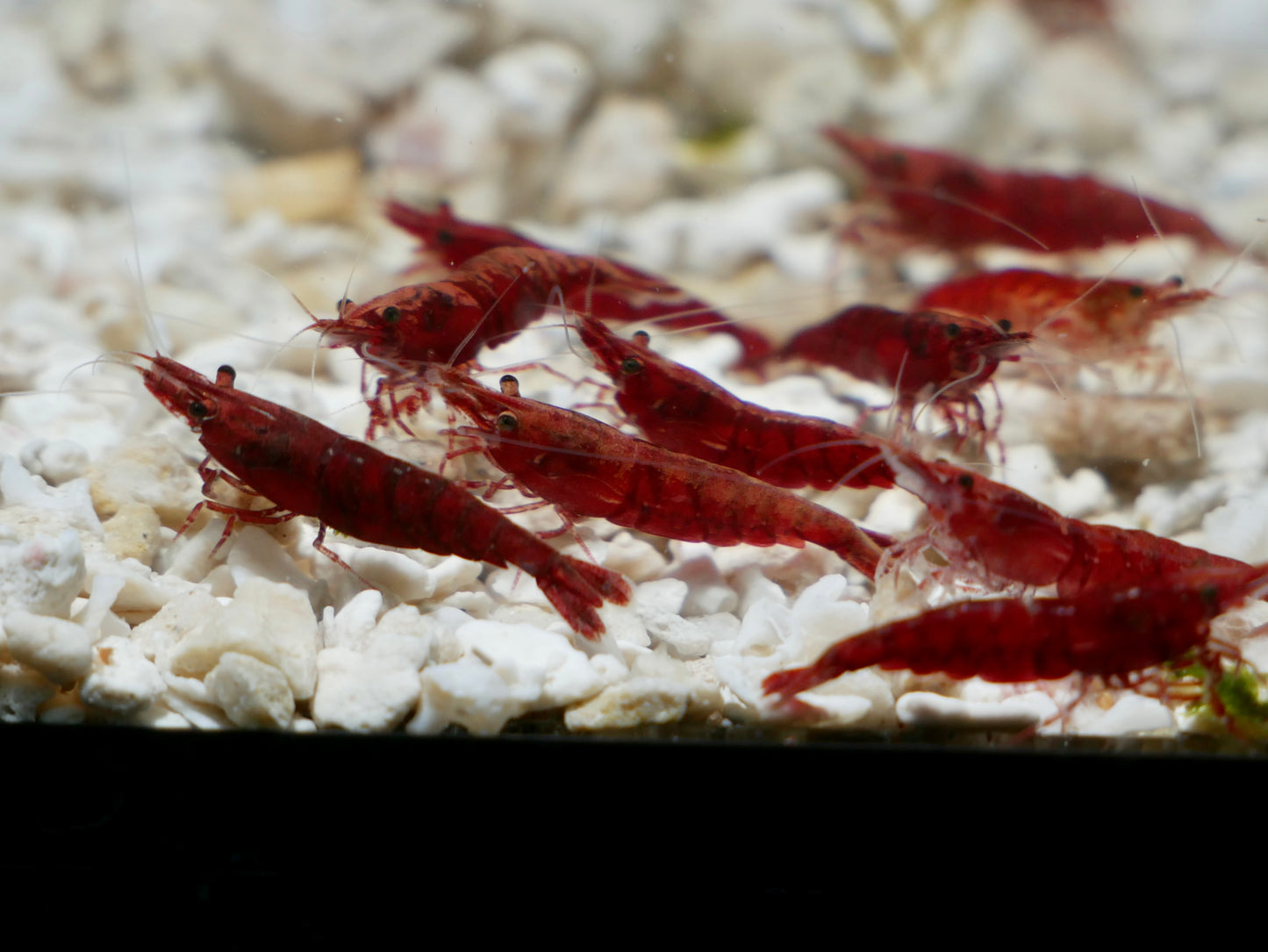 Fire Red Neo Shrimp - MoonlightAquatics