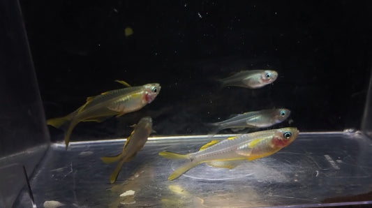 Forktail Blue-Eye - MoonlightAquatics