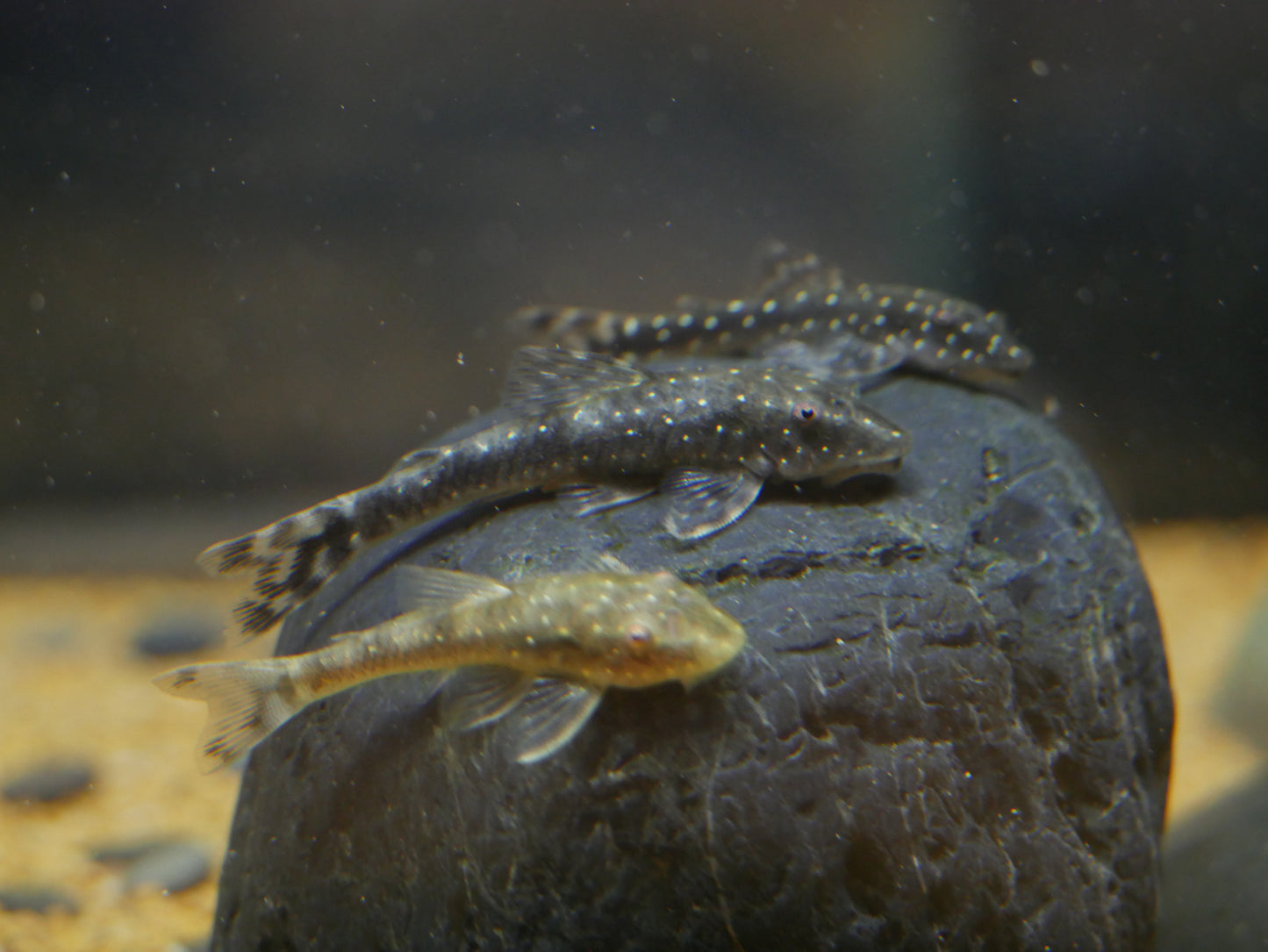Galaxy Otocinlus (Parotocinclus haroldoi) - MoonlightAquatics
