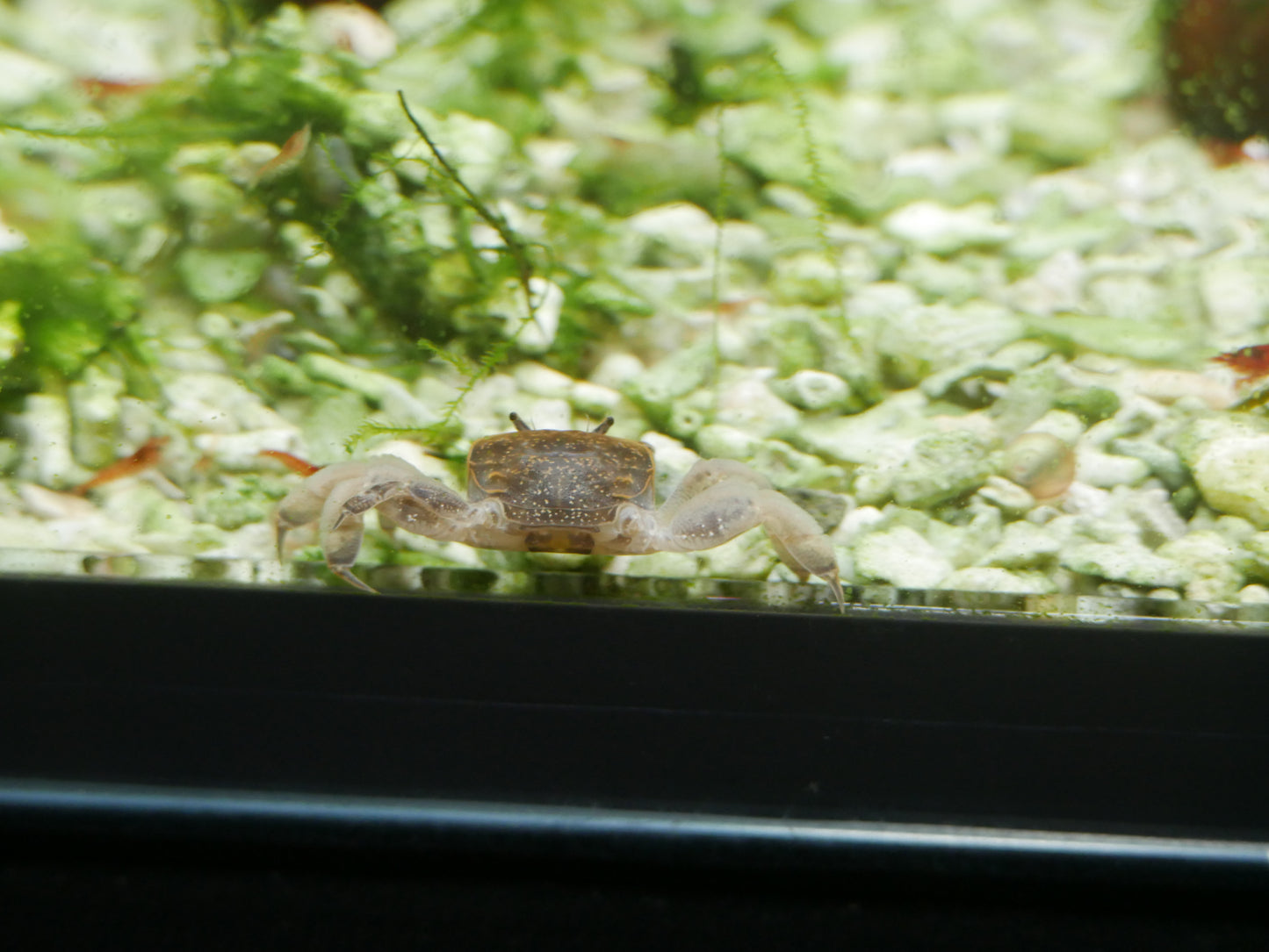 Ghost Dwarf Crab (Potamocypoda Pugil) - MoonlightAquatics