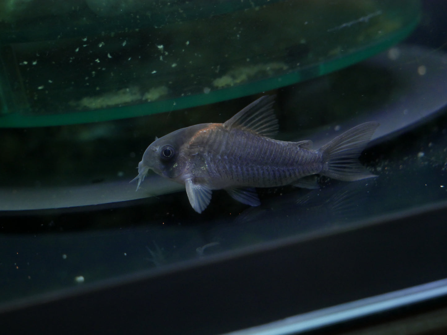 Gold Bow Cory CW102 - MoonlightAquatics