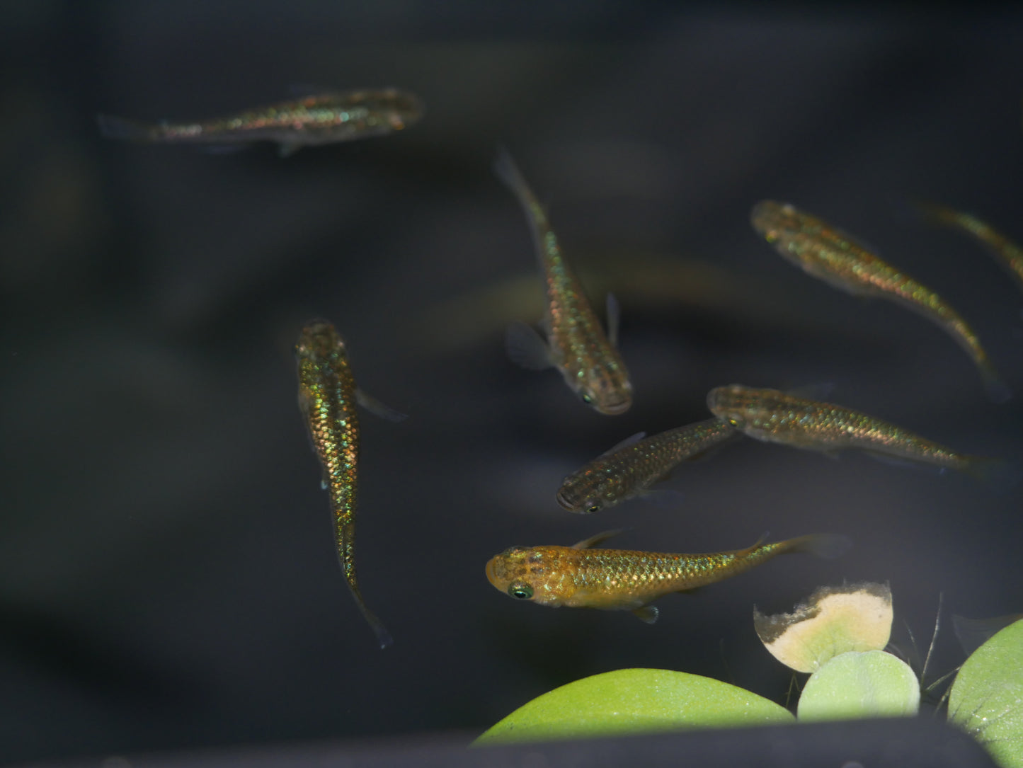 Gold Lame Medaka Rice Fish - MoonlightAquatics